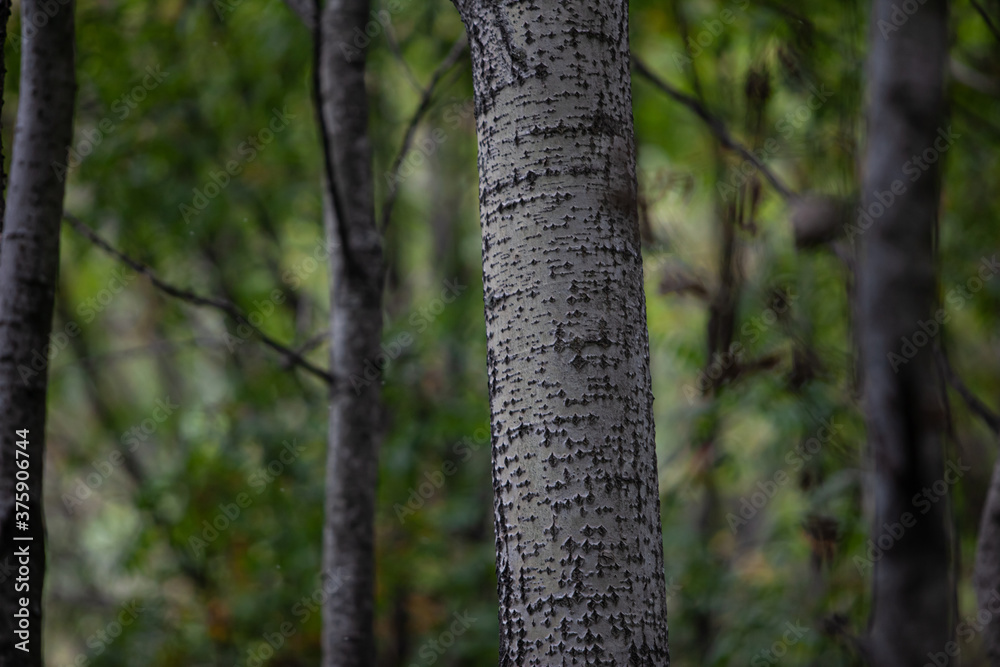 Green greyish tree stems in early autumn forest