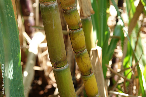 sugar cane plantation