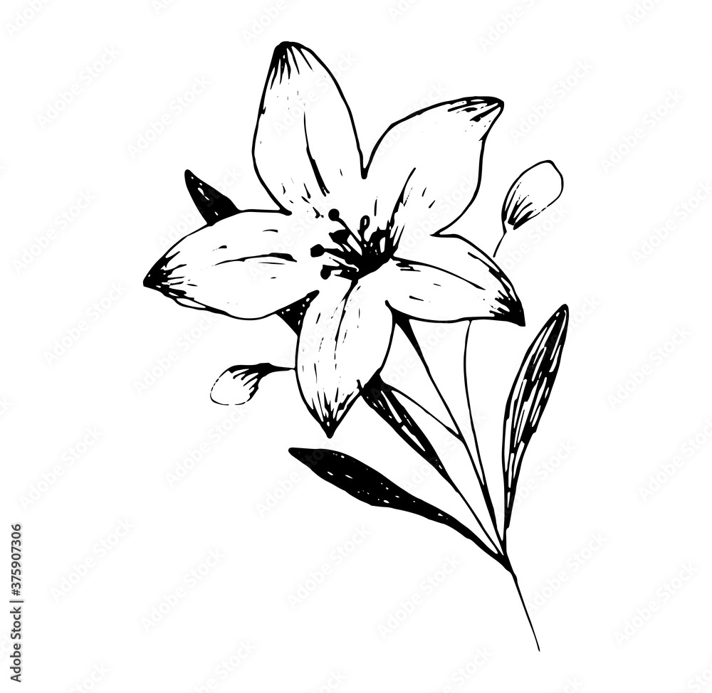 Hand drawn doodle flower. Isolated on white. Vector