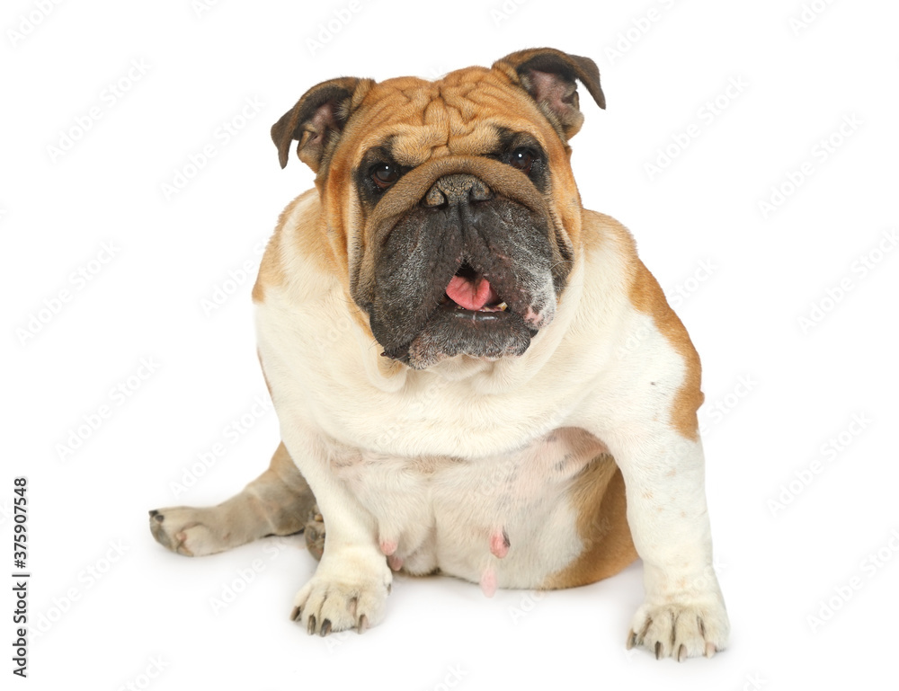 Cute purebred English Bulldog isolated on white background
