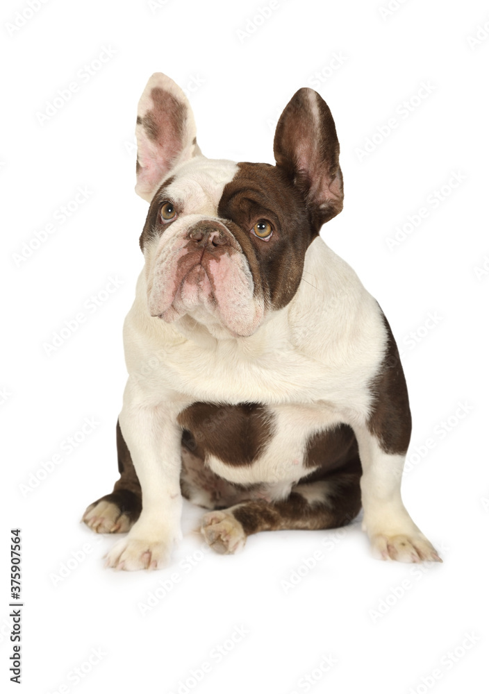 Cute purebred French Bulldog isolated on white background