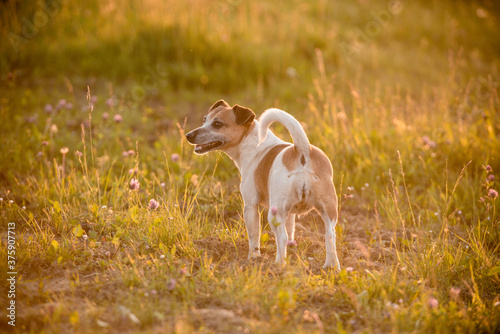 Jack Russel Terrier © ScullyPictures
