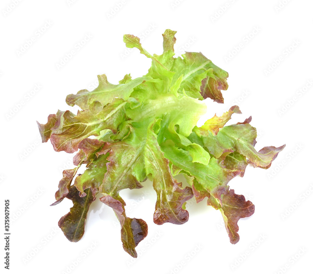 Fototapeta premium lettuce leaves isolated on white background.