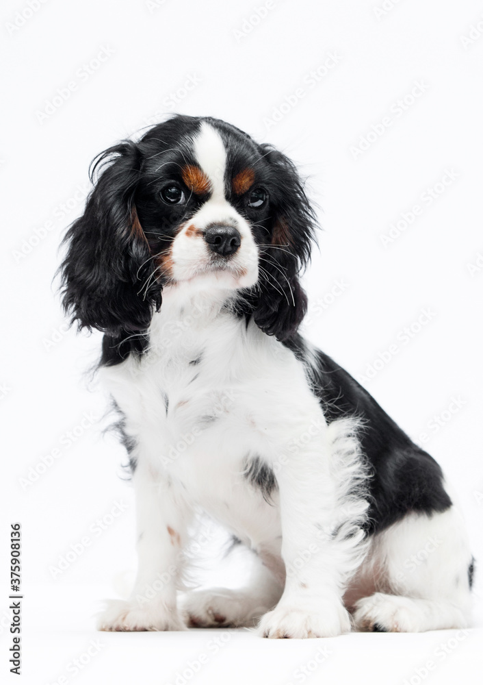 cute spaniel puppy looking up on white background