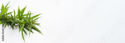 Bush of green fresh hemp isolated on white background. View from above. Place for your text. Photo banner.