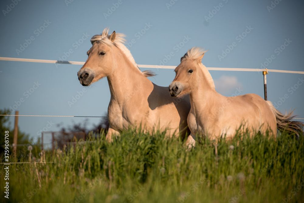 Obraz premium Fjordpferde