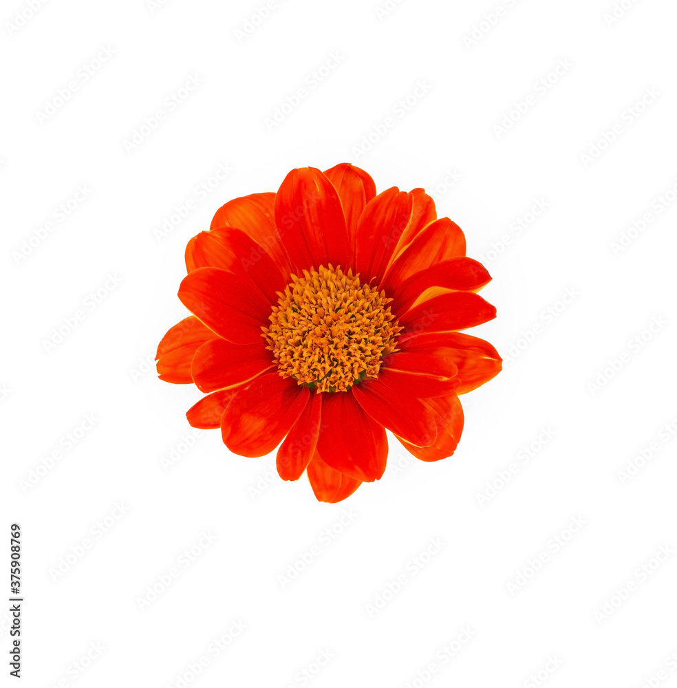 orange dahlia top view on white background