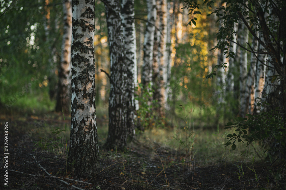 Fototapeta premium Birch grove in the evening sunset light