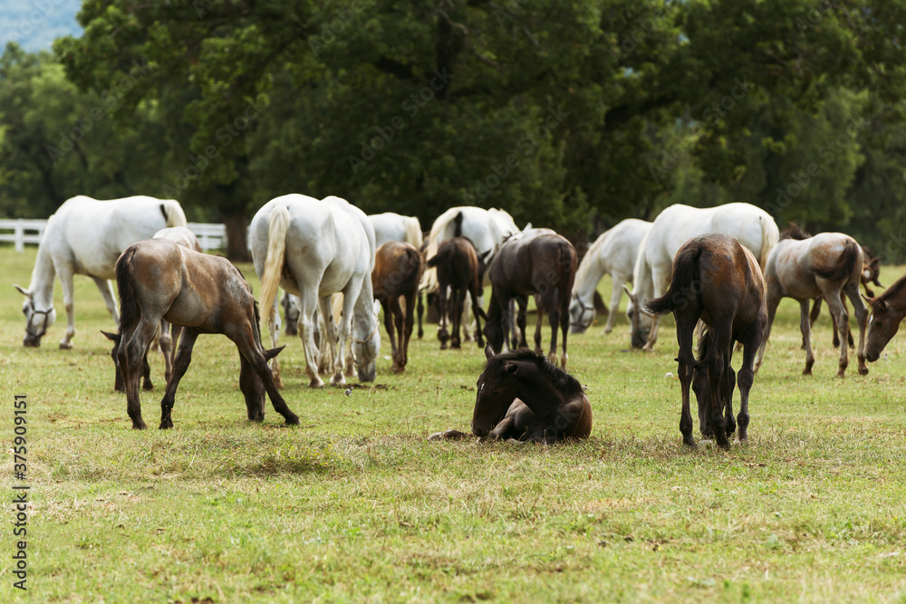 Lipizzaner horses in Lipica stable, Slovenia Lipizzaner horses in Lipica stable, Slovenia