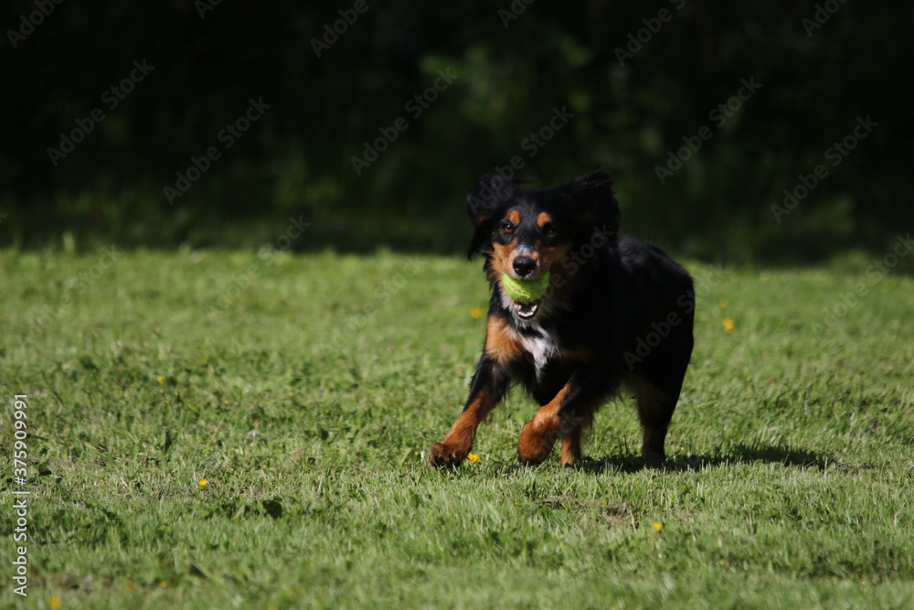 Dog Dog