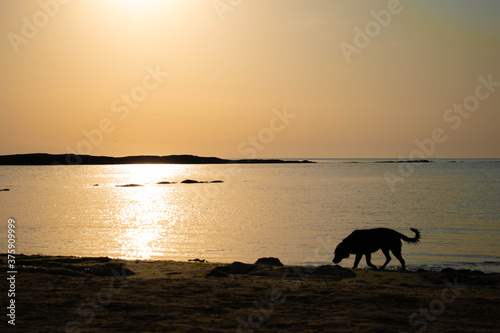 sunset on the sea and dog