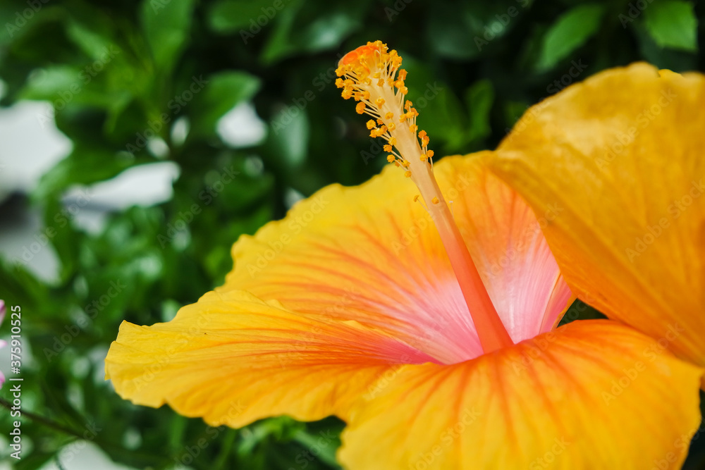   Hibiskus