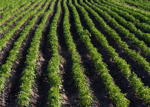 Wallpaper Mural Cultivated green fields of paprika Torontodigital.ca