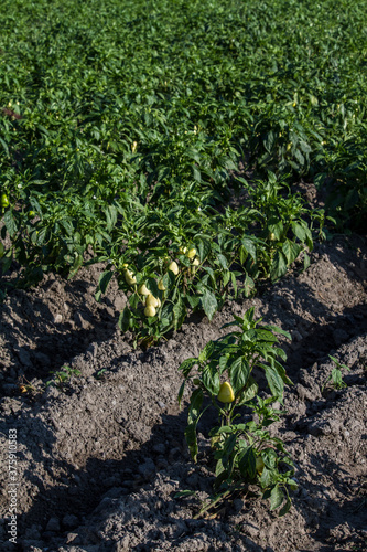 Wallpaper Mural Pepper fruit in a green field Torontodigital.ca