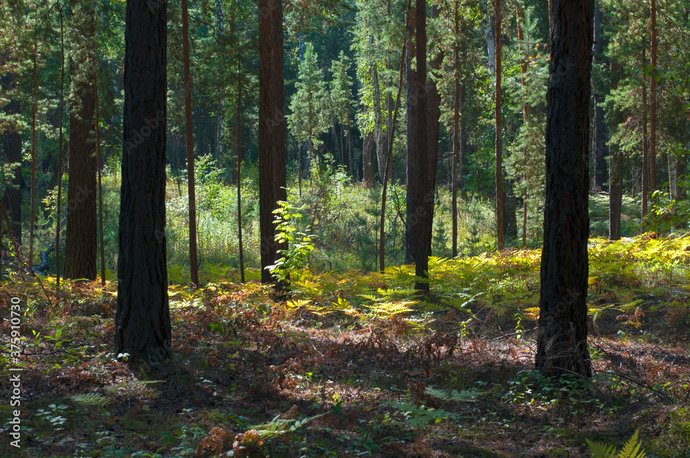 Tree trunks in the autumn forest Tree trunks in the autumn forest