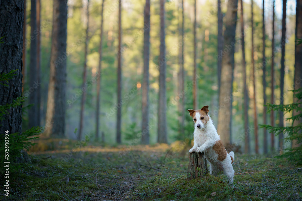 dog in the forest. Jack Russell Terrier . Tracking in nature. Pet relax dog in the forest. Jack Russell Terrier . Tracking in nature. Pet relax