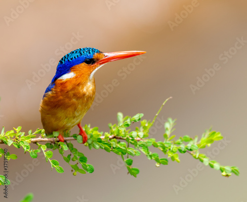 kingfisher on a branch
