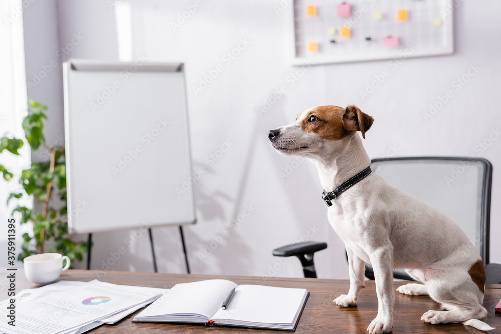 Selective focus of jack russell terrier sitting near notebook and papers on office table
