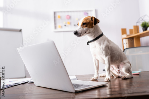 Selective focus of jack russell terrier looking at laptop on table in office