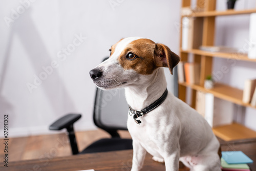 Selective focus of jack russell terrier looking away on office table