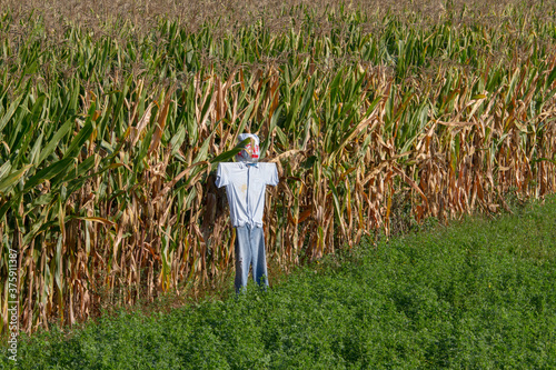 Wallpaper Mural А scarecrow in front of a cornfield Torontodigital.ca