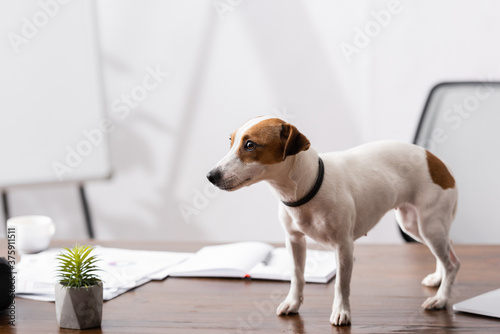 Jack russell terrier looking away near plant on office table