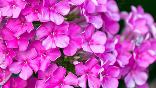 Pink, bright, contrasting phlox close-up. Horizontal. © Оксана Ломовцова