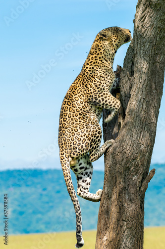 Leopard going up