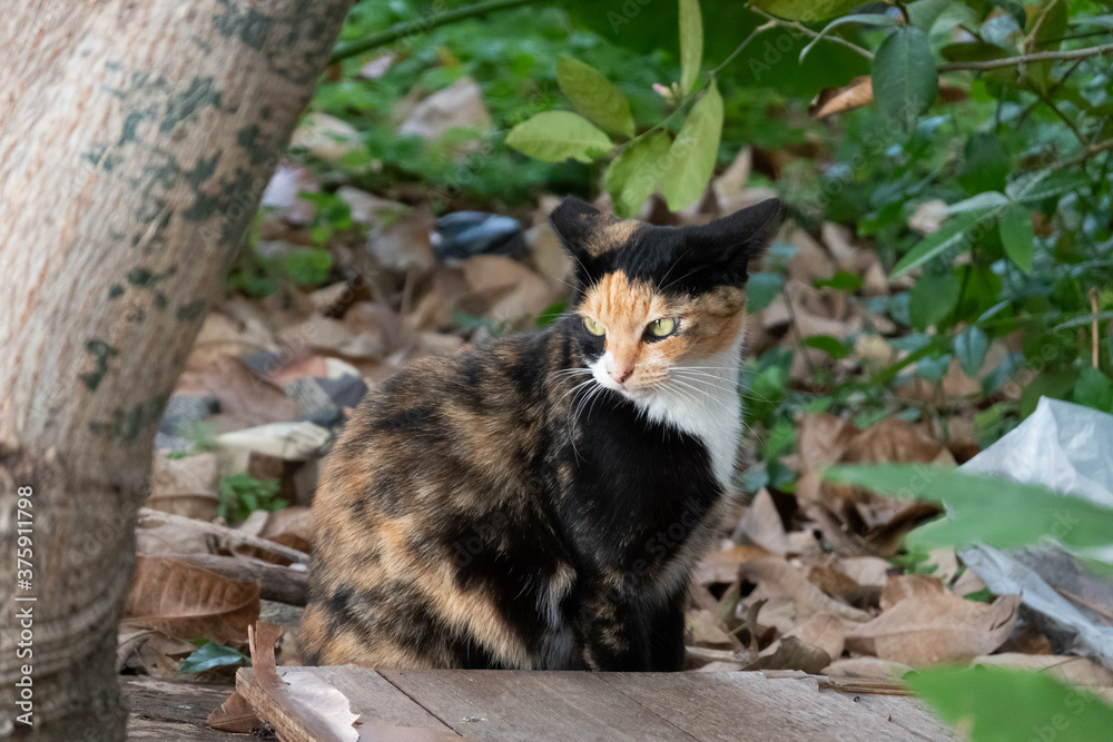 Obraz premium stray tortoiseshell cat