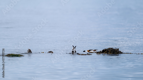 Shelducks and chicks; feeding out in the ocean