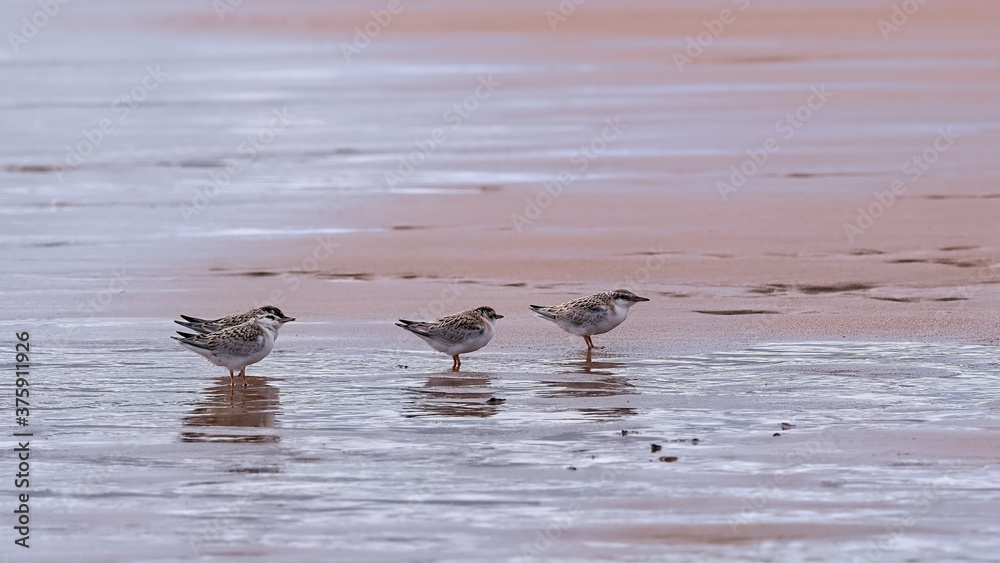 Four Little tern fledglings standing together on a sandy shore with reflections in the wet sand Four Little tern fledglings standing together on a sandy shore with reflections in the wet sand