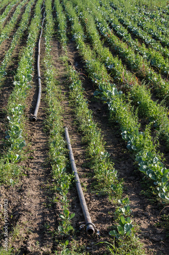 Wallpaper Mural Irrigation pipe in a green field of  peppers Torontodigital.ca