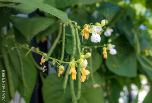 Foto Green bean blossoms