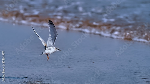 Little tern fledgling taking his first flight over shallow surf with soft sunlight highlighting his feathers and plumage