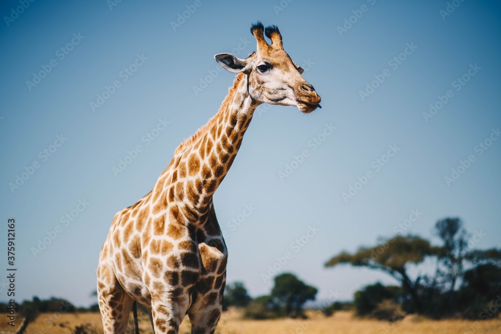 giraffe in africa - obrazy, fototapety, plakaty 