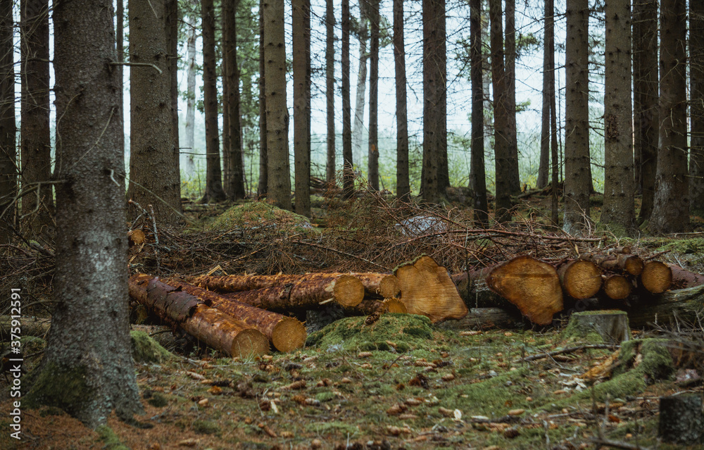 stump in forest