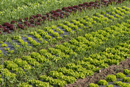 Wallpaper Mural Strips of lettuce planted in the field Torontodigital.ca