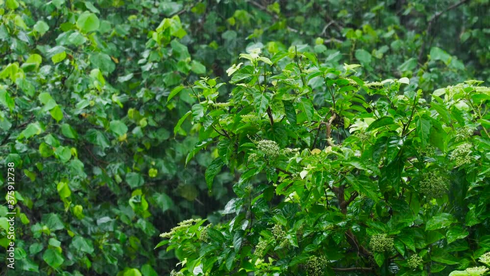 Tropical rain in the jungle. Bright exotic tropical leaves in the jungle forest. Background with unusual plant foliage swaying. Plant background and texture with juicy leaves. Tropical rain in the jungle. Bright exotic tropical leaves in the jungle forest. Background with unusual plant foliage swaying. Plant background and texture with juicy leaves.