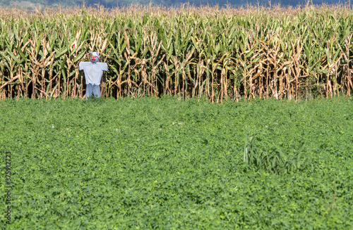 Wallpaper Mural А scarecrow in front of a cornfield Torontodigital.ca