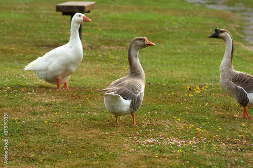 A gray goose walks in the grass