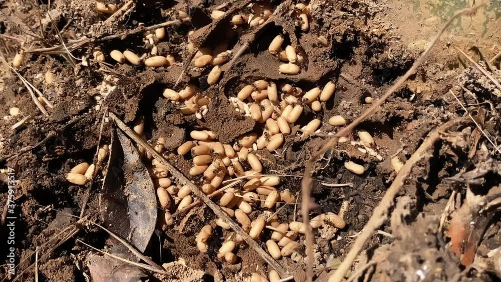 Ant colony securing eggs at new home dirt insects nature wildlife Ant colony securing eggs at new home dirt insects nature wildlife