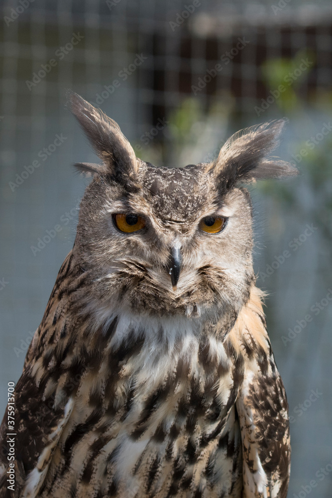 Fototapeta premium Eurasian Eagle Owl