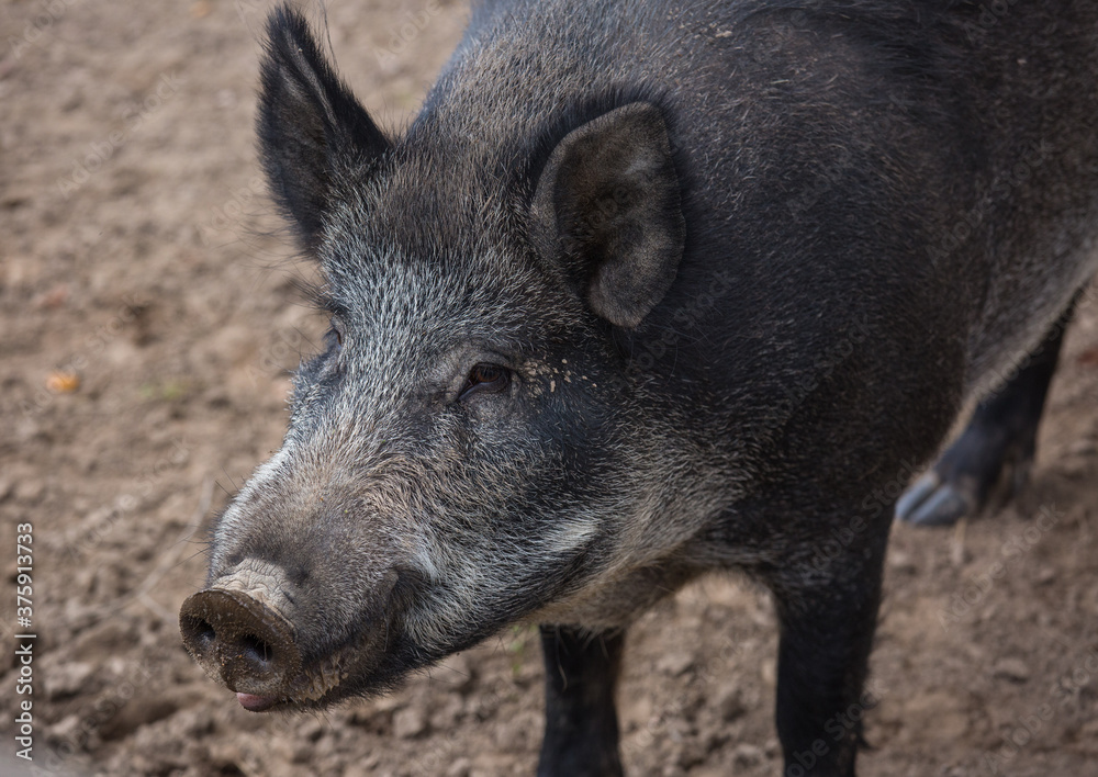 Portrait of male wild brown boar looking at camera. Portrait of male wild brown boar looking at camera.