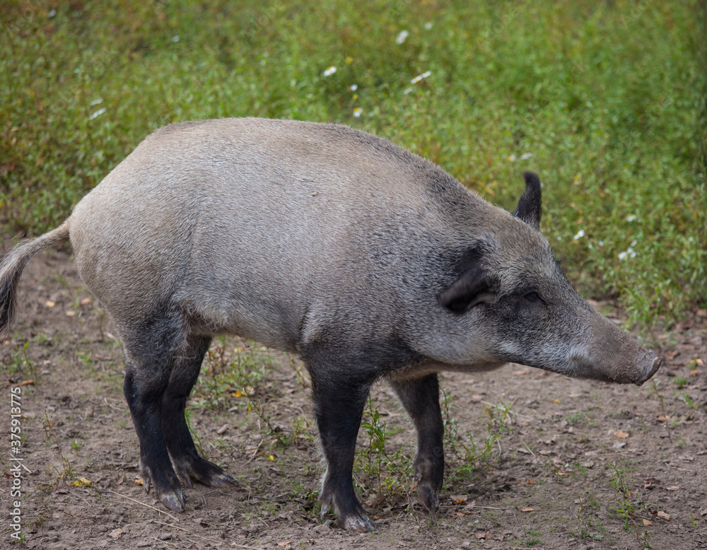Portrait of female wild grey boar looking for food Portrait of female wild grey boar looking for food