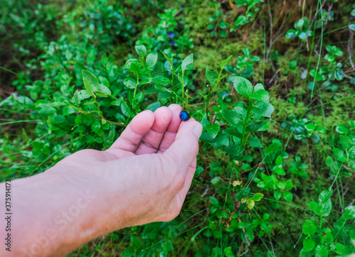 Senior woman close up wild blueberries in the forest - Hobby, seasonal activity - Focus on the blueberry