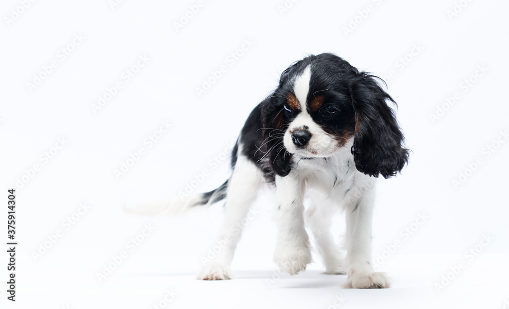 Fototapeta premium dog Cavalier King Charles Spaniel on a white background