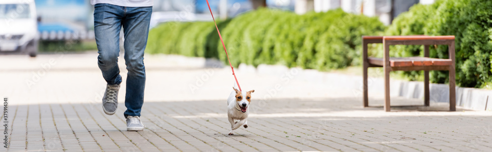 Obraz premium partial view of man in jeans running along alley with jack russell terrier dog on leash, horizontal image