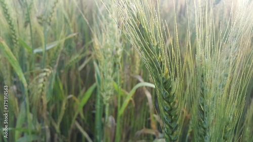Closeup view of barley spikelets or rye in barley field.