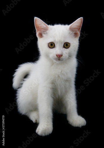 Adorable small white kitten isolated on black 