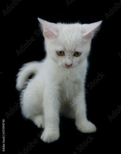 Sad white cute kitten isolated on black background 